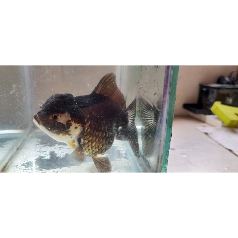 ikan oranda panda