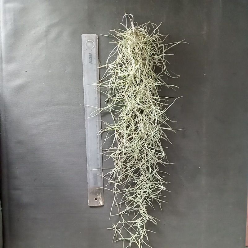 Jenggot musa, jenggot nabi