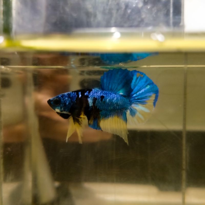 

IKAN CUPANG YELLOW KUNTAI