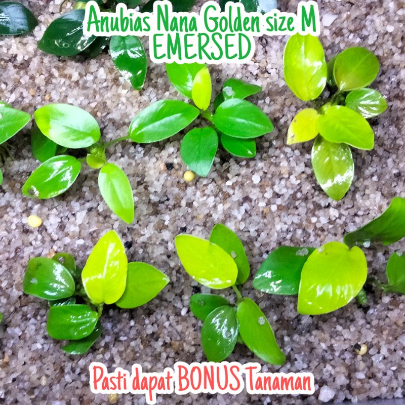 Anubias Nana Golden emersed (size M, usia remaja) Tanaman Aquascape