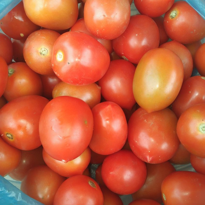 TOMAT / TOMATO BUAH SAYURAN SEGAR BUMBU DAPUR