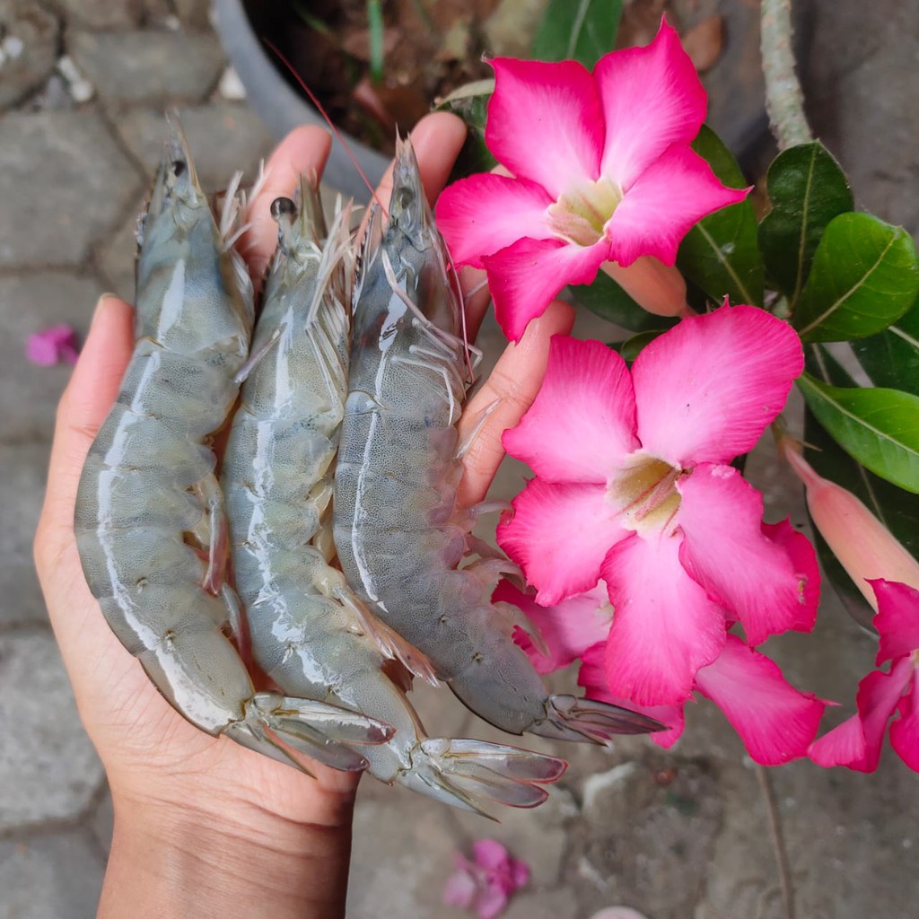 

Udang Vaname