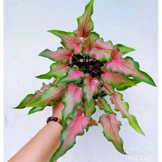 Special Price Keladi Keris/Keladi Red/Tanaman Hias Keladi