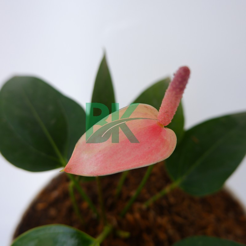 Tanaman hias anthurium mickey mouse Anturium Mini pink anthurium micky mini pink bunga indoor - BAKUL KEMBANG