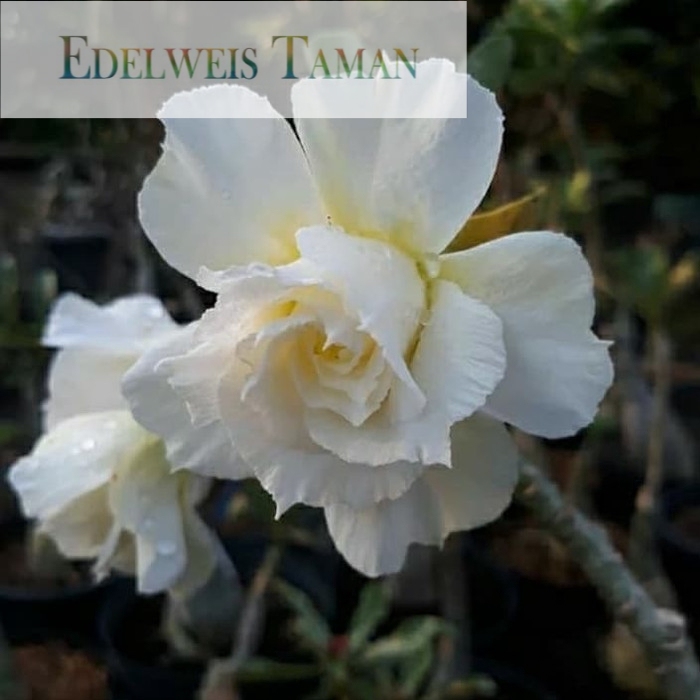 

NEW! Bibit bunga adenium denpasar moon EDELWEIS