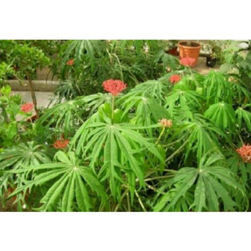 Daun Yodium Daun Jarak Cina Segar 1 Kg Bahan Ecoprint / Daun Jarak Tintir Gurita Segar / Daun Betadi