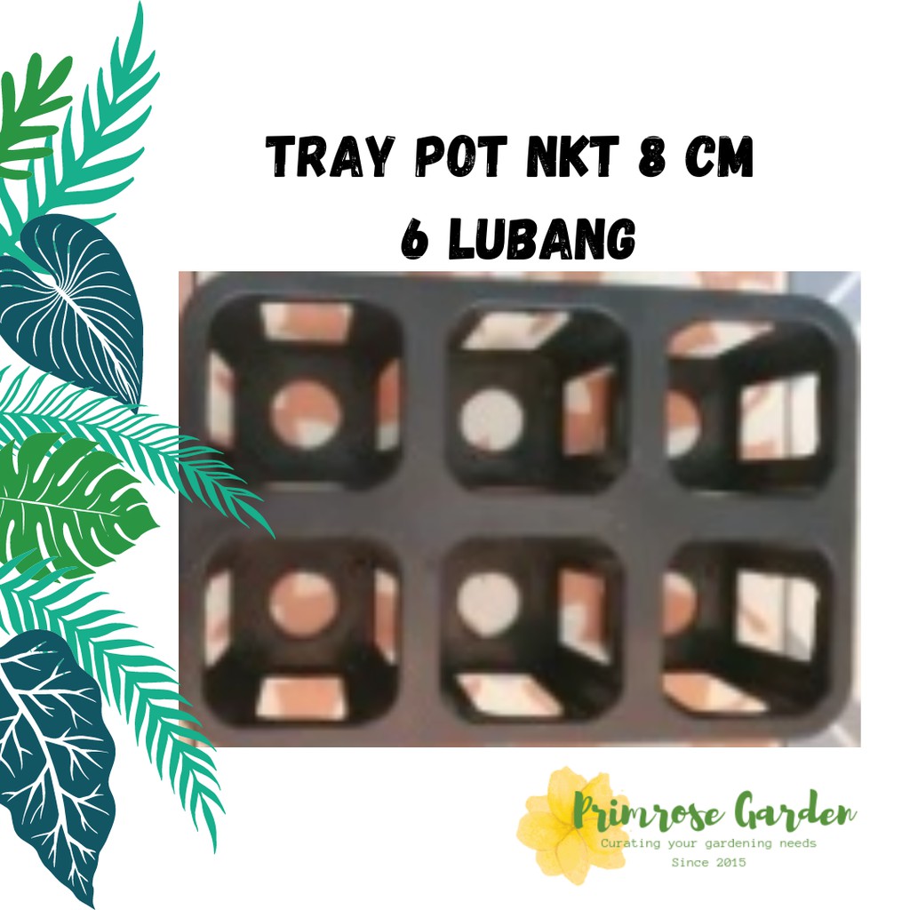 Tray pot NKT 8 cm 6 LUBANG