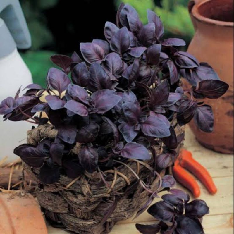 Benih Basil Merah Ungu - Benih Herbal