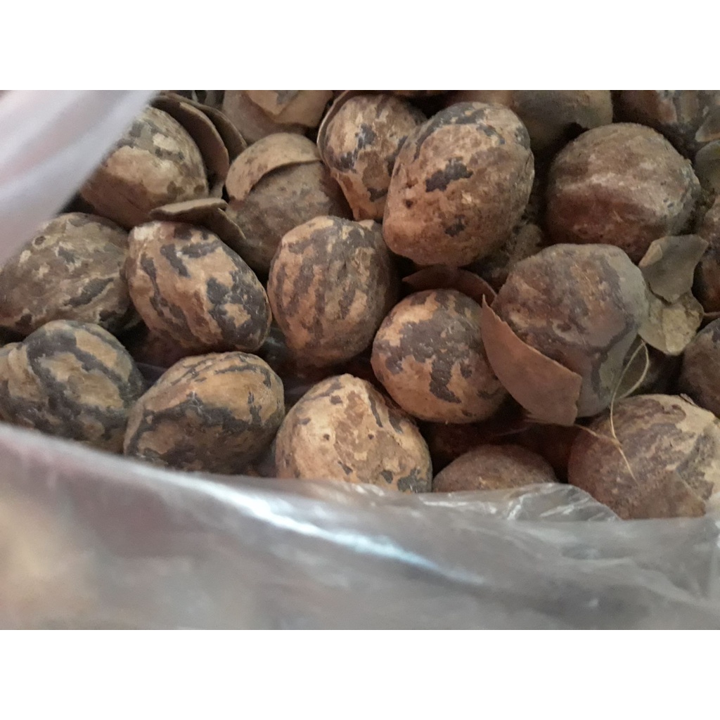 

kemiri klatak - kemiri plus kulit - kemiri belum di kupas - kemiri utuh