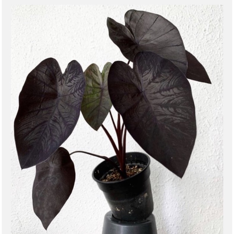 Tanaman hidup keladi hitam-sente-tanaman hias hidup-bunga hidup-keladi-caladium black-tanaman hias b