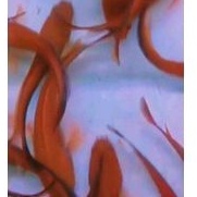 KWALITAS MARU RED BARITO SP SANGGU 10 11 CM UP