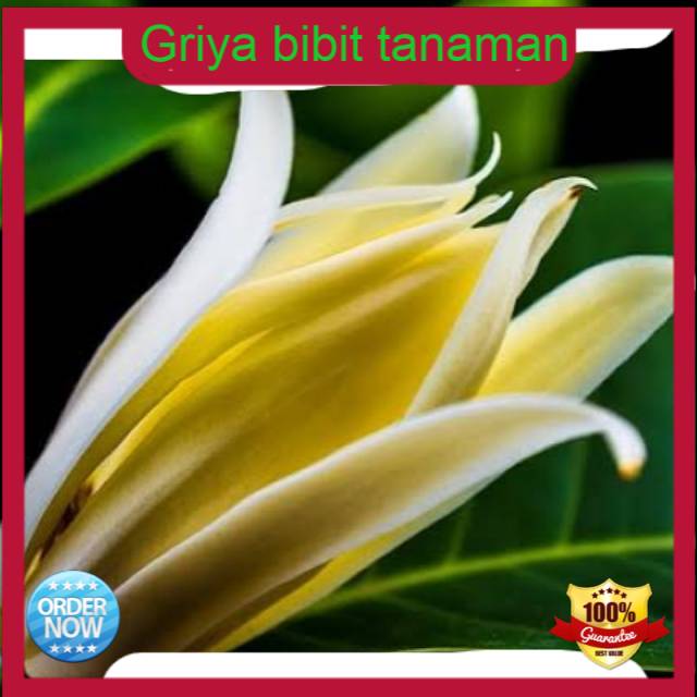 Bibit cempaka kuning