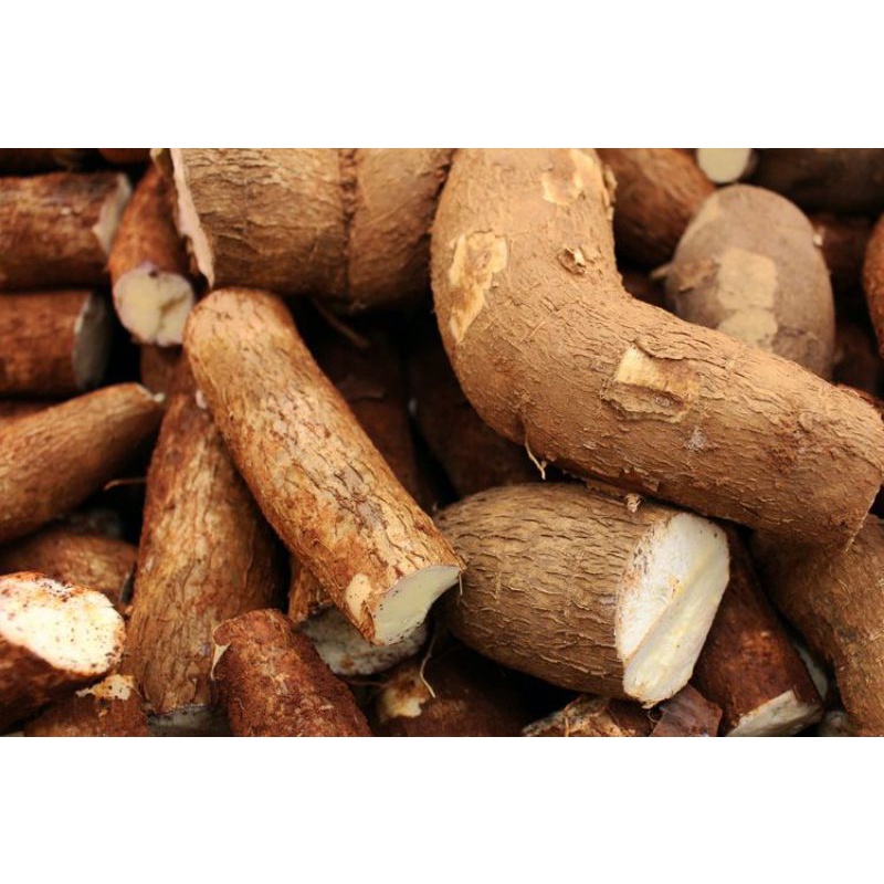 

ketela singkong mengembang meduk gempi