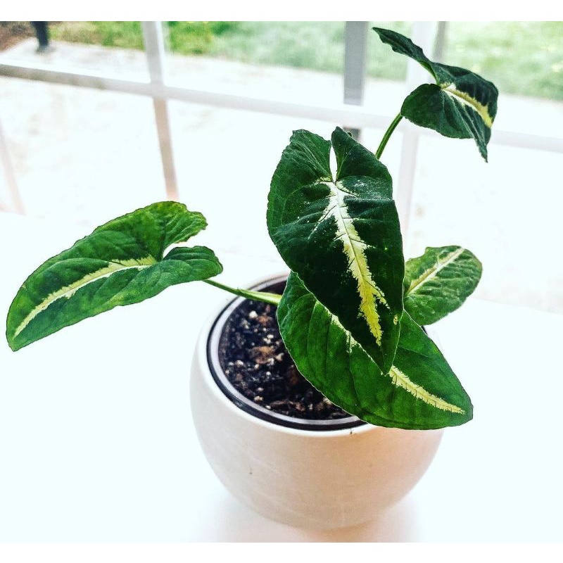 Tanaman hias Syngonium/wendlandii/Syngonium wendlandii