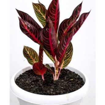 Tanaman hias redsum | Tanaman hidup red sumatra | Aglo siam aurora | Aglonema lipstik best seller bi