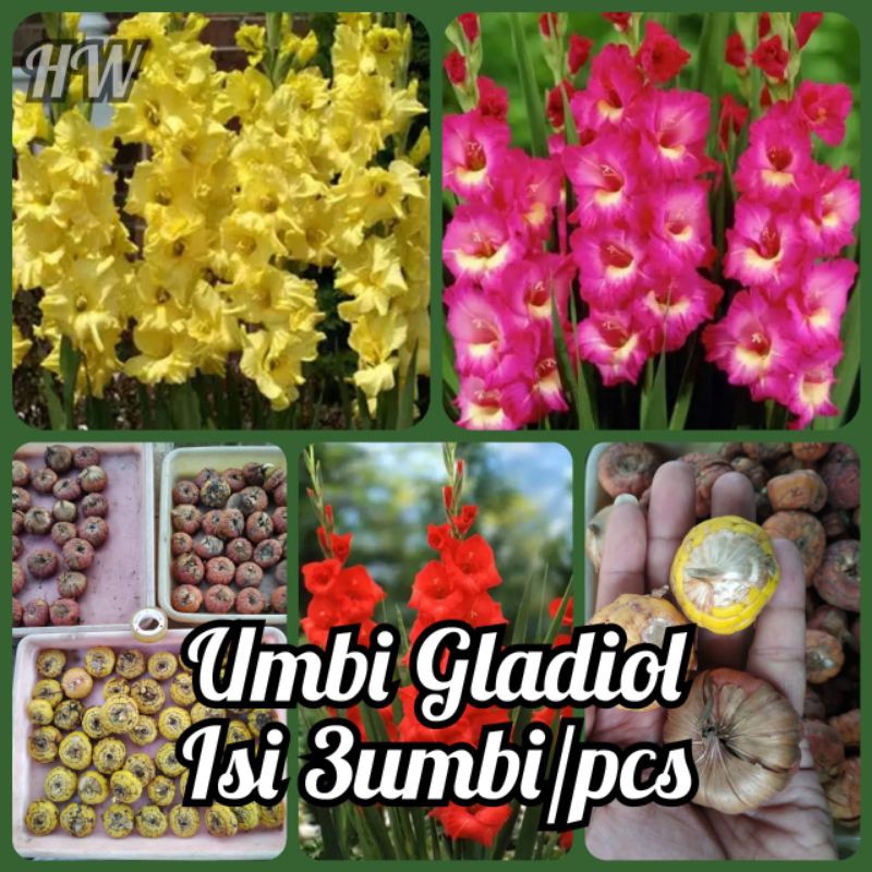 umbi bunga gladiol