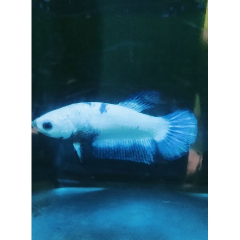 

induka. bluerim thailand royal blue pekat