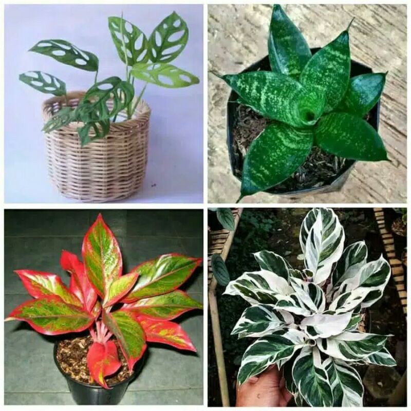 PROMOO!!! MURAH!! paket 4 tanaman hias indoor(janbol,aglo,calathea,sansivera mini)