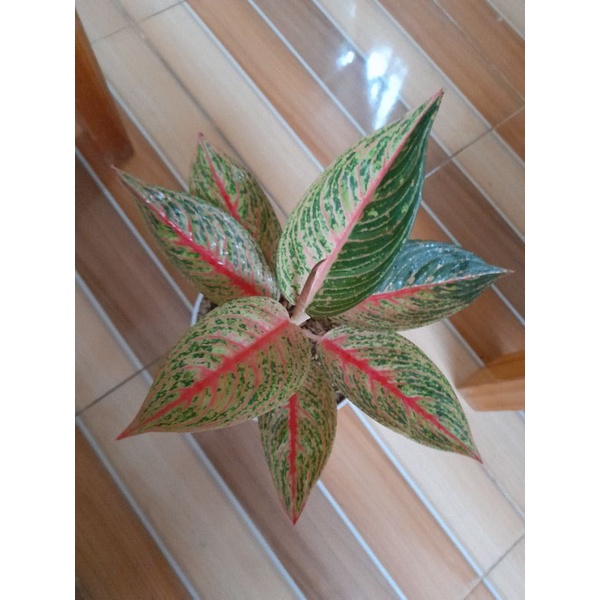 Aglonema Red Legacy