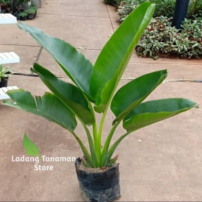 tanaman hias bibit pisang kipas / pisang kipas