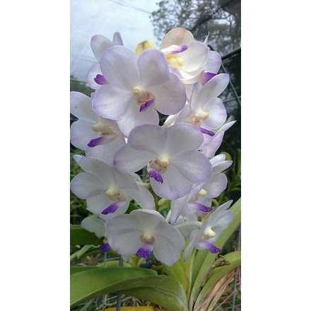 Anggrek Vanda hybrid dewasa ( calante )