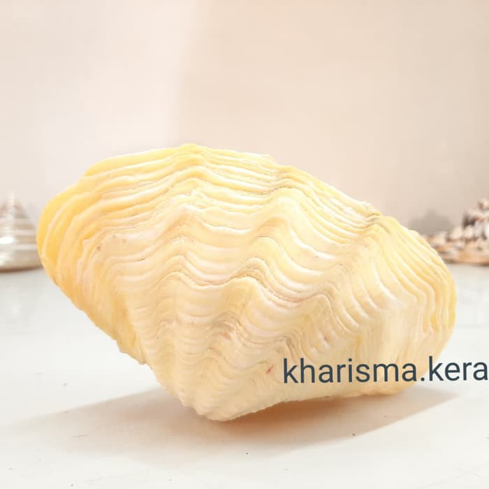 

Kerang Kimah