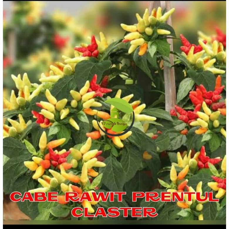 benih bibit cabe rawit prentul klaster