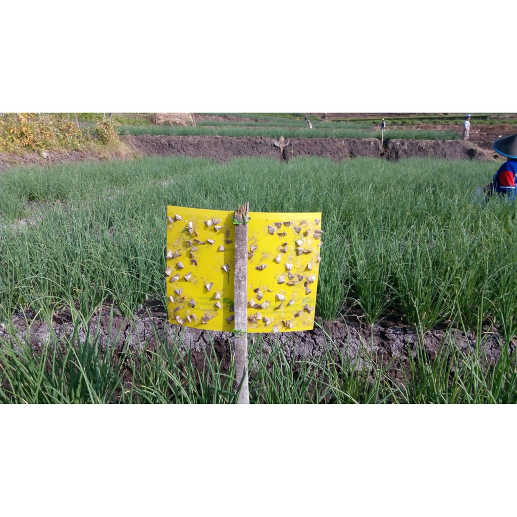 PAKET-FERO BWG (FEROMON PENGENDALI HAMA ULAT BAWANG Spodotera Exiqua - BIO INSEKTISIDA - ORGANIK