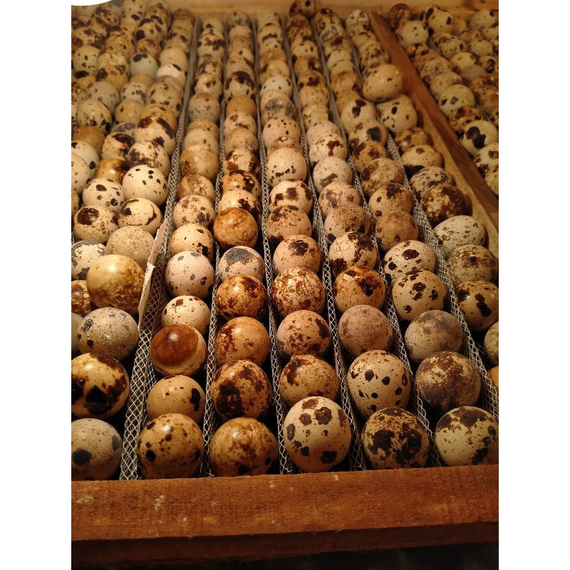 

TELUR TAPUY(Umpan pancing)