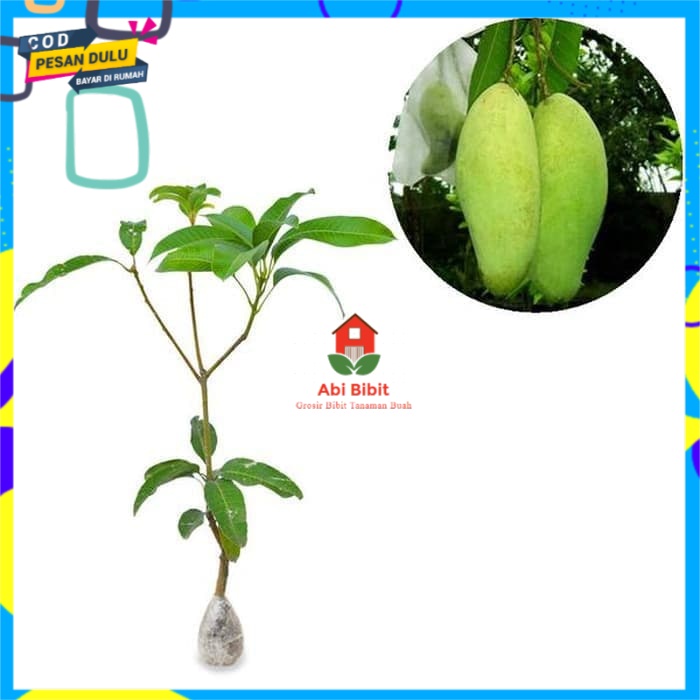 Bibit Buah Mangga Golek India