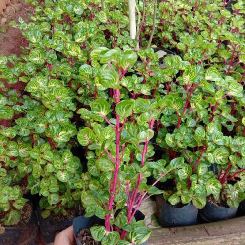 Bibit krokot batang merah