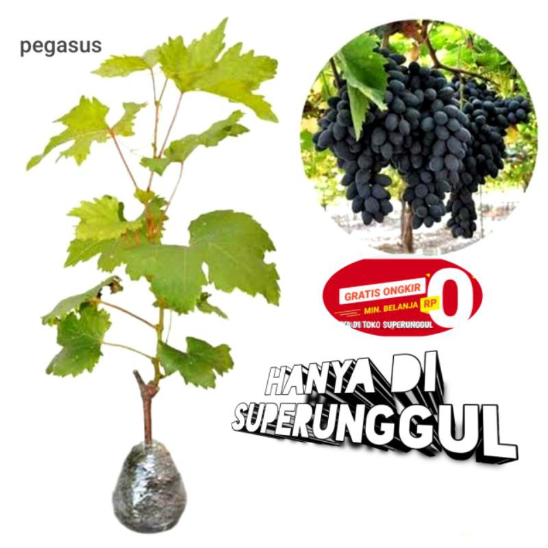 Bibit Anggur Import Jenis Pegasus