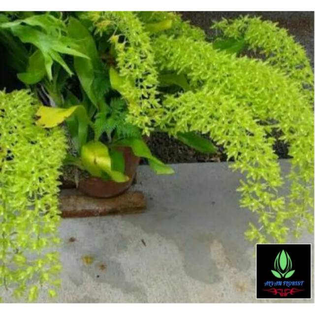 Anggrek Grammatophyllum Citrinum Dewasa