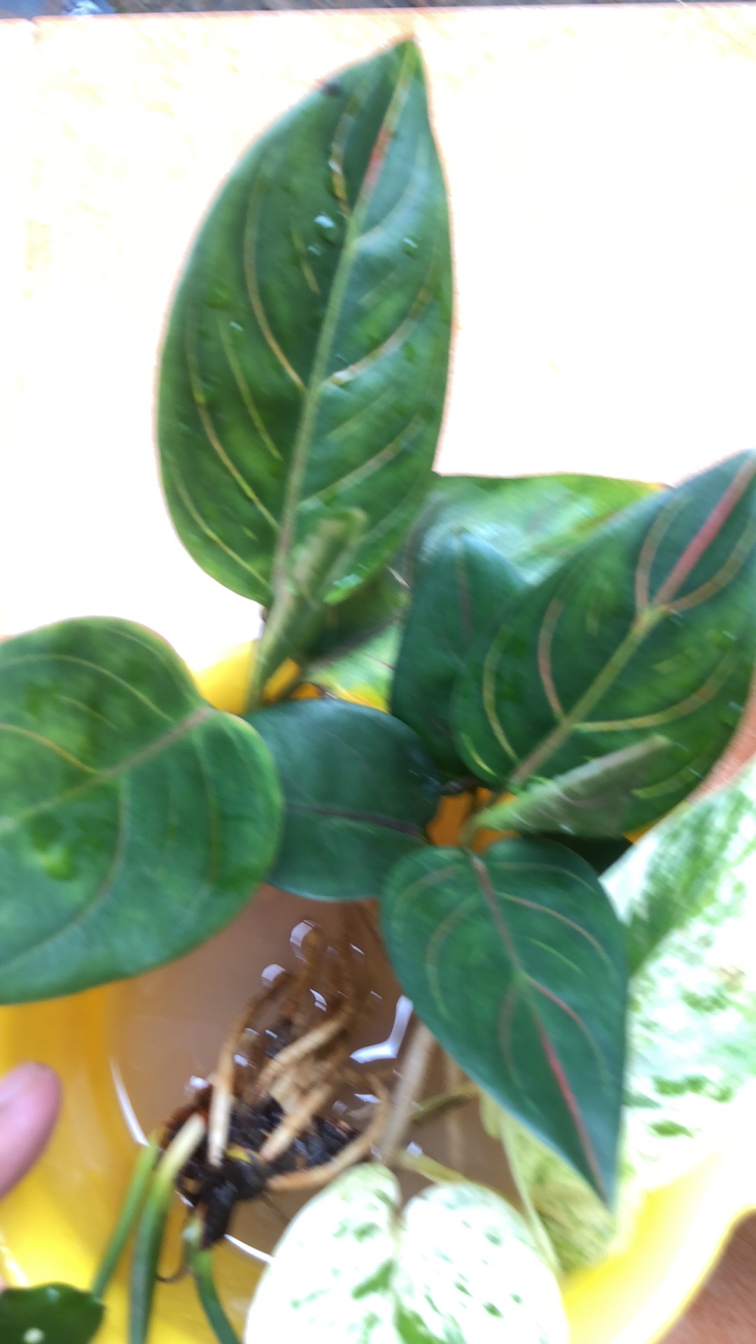 Jual  Tanaman Hias Aglonema Rotudum  _