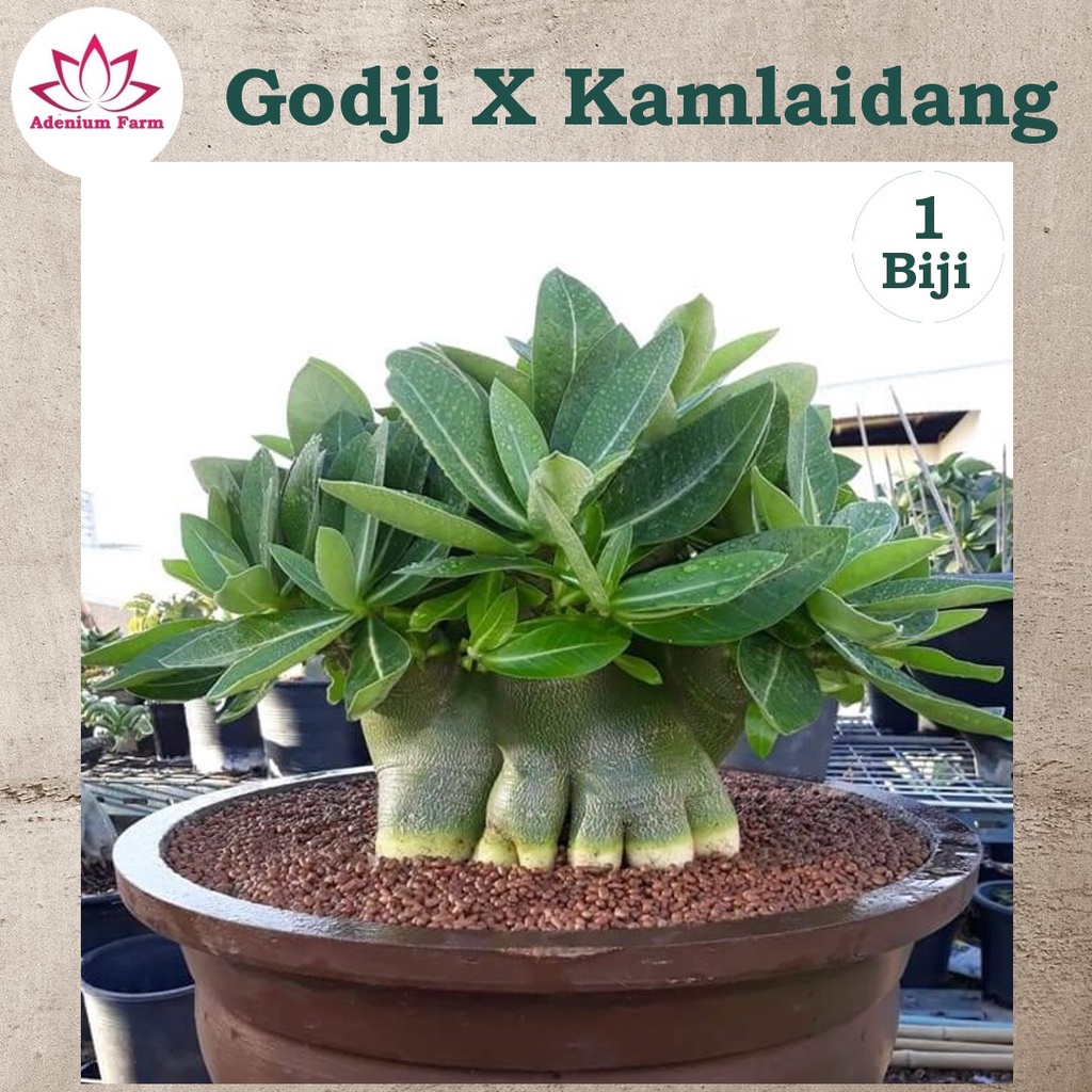 Benih Biji Bibit Adenium Arabikum Hibrid GODJI X KAMLAIDANG