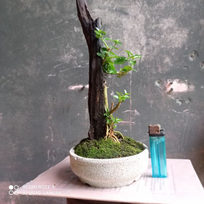 bahan bonsai sancang tanuki(di kirim sama potnya) realpict