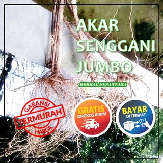  READYSTOCK AKAR KAYU  SENGGANI JUMBO PERLENGKAPAN 