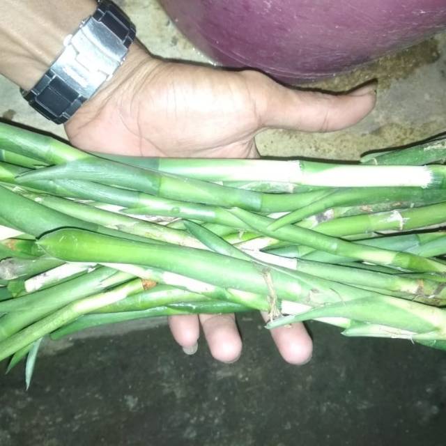 PAKET 13 BATANG BAMBU HOKI BAMBU REJEKI SRI REJEKI