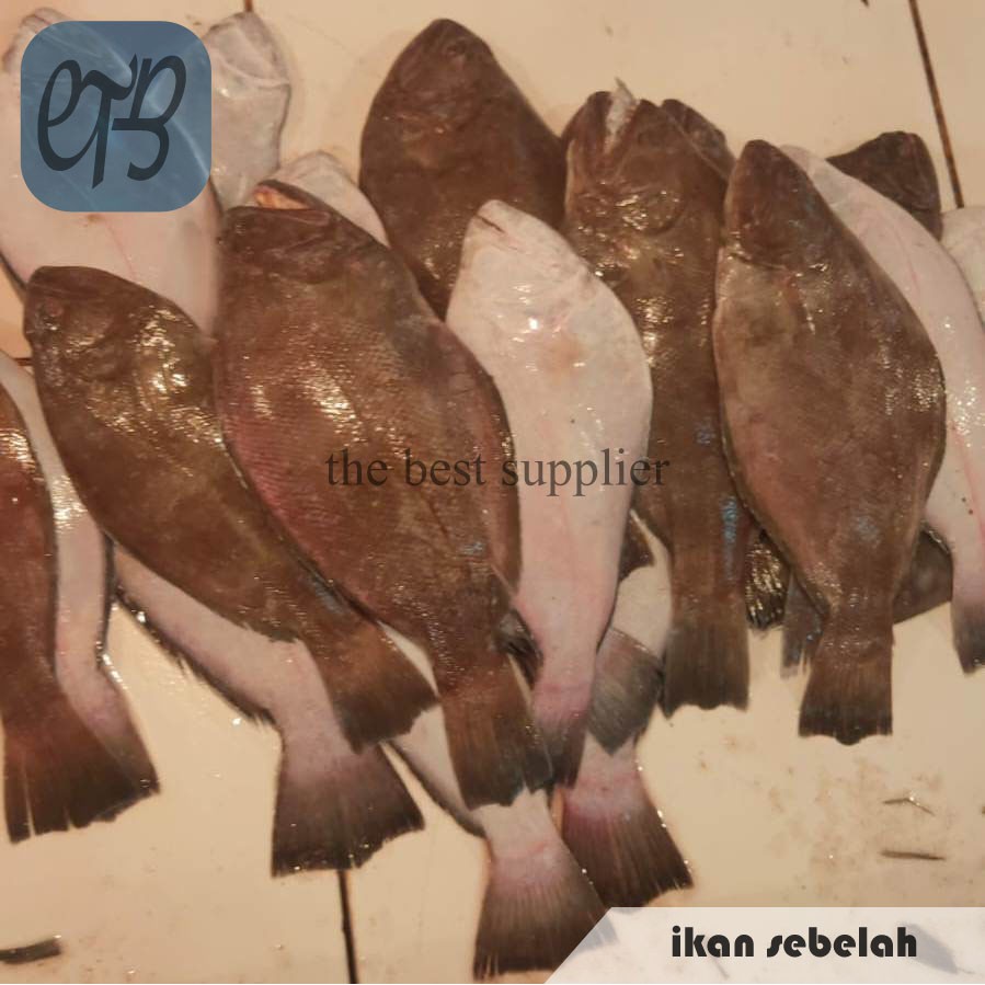 

Ikan Sebelah Segar