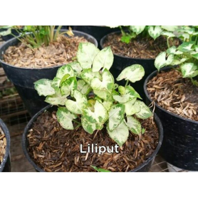 tanaman hias syngonium mini - syngonium liliput - syngonium mini
