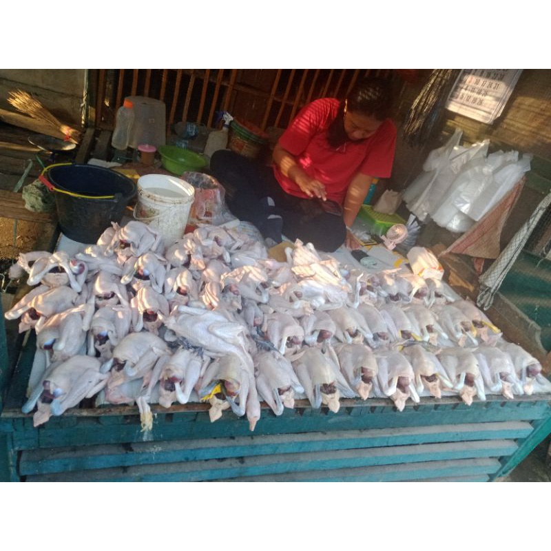 

Ayam kampung Fresh ukuran 500 gr. - 600 gr.