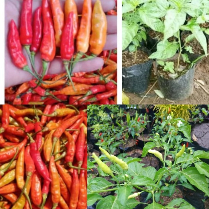 bibit tanaman buah cabai/ cabe setan/ cabe jablay