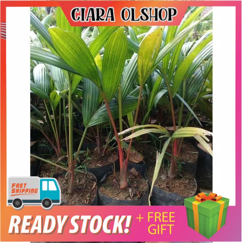 Palem merah // tanaman hias palem merah