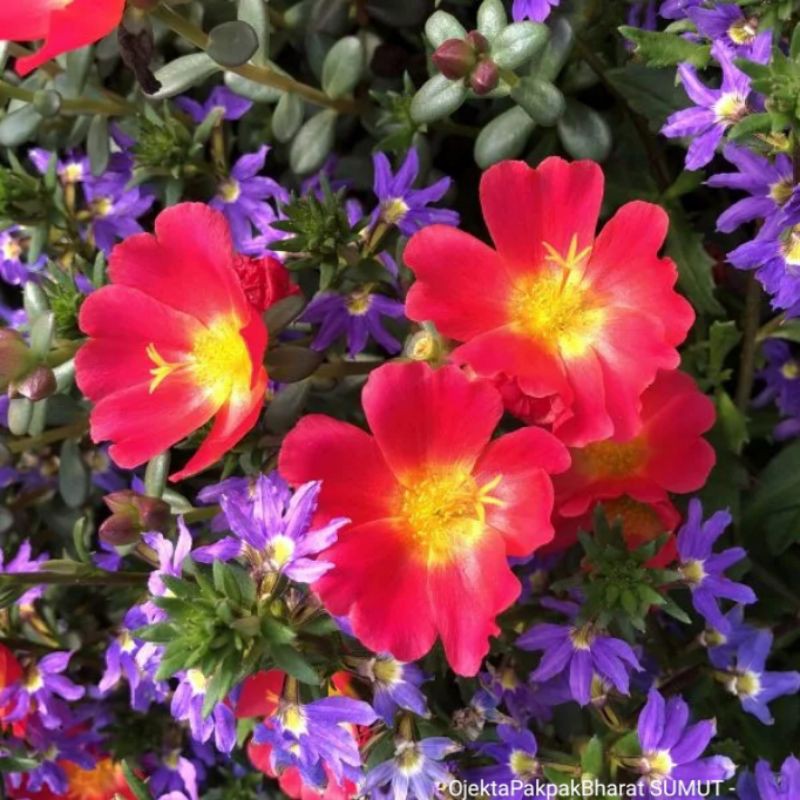 Tanaman Hias Red Portulaca (Moss Rose) Krokot Merah# Tanaman Merambat# Tanaman Gantung