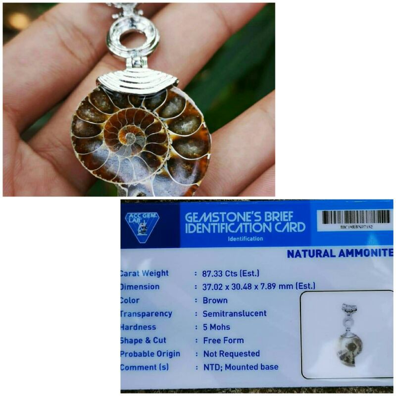 Natural Liontin Ammonite Uniq +Memo ACC Gem LAB