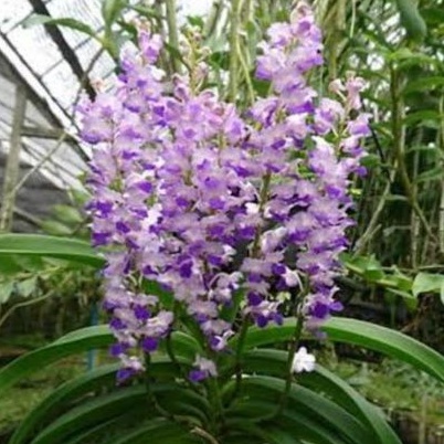 PROMO ANGGREK VANDA RHY GIGANTEA BLUE DEWASA (165k)