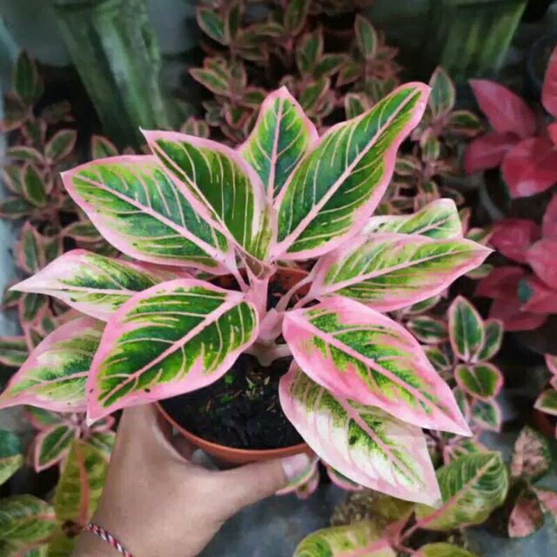 tanaman hias aglonema lotus-aglonema lotus-aglaonema lotus pink-aglo lotus promo aglonema lotus