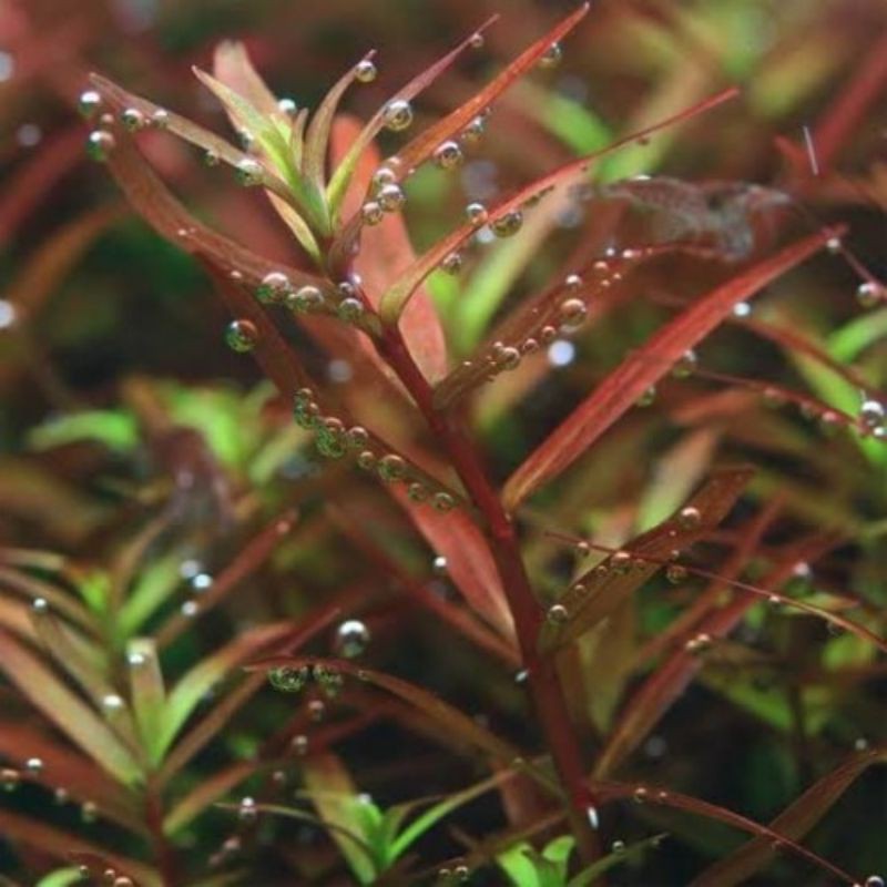 

Rotala Corolata