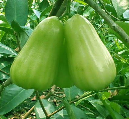 Bibit Buah jambu madu deli terbaik | jambu madu deli termanis