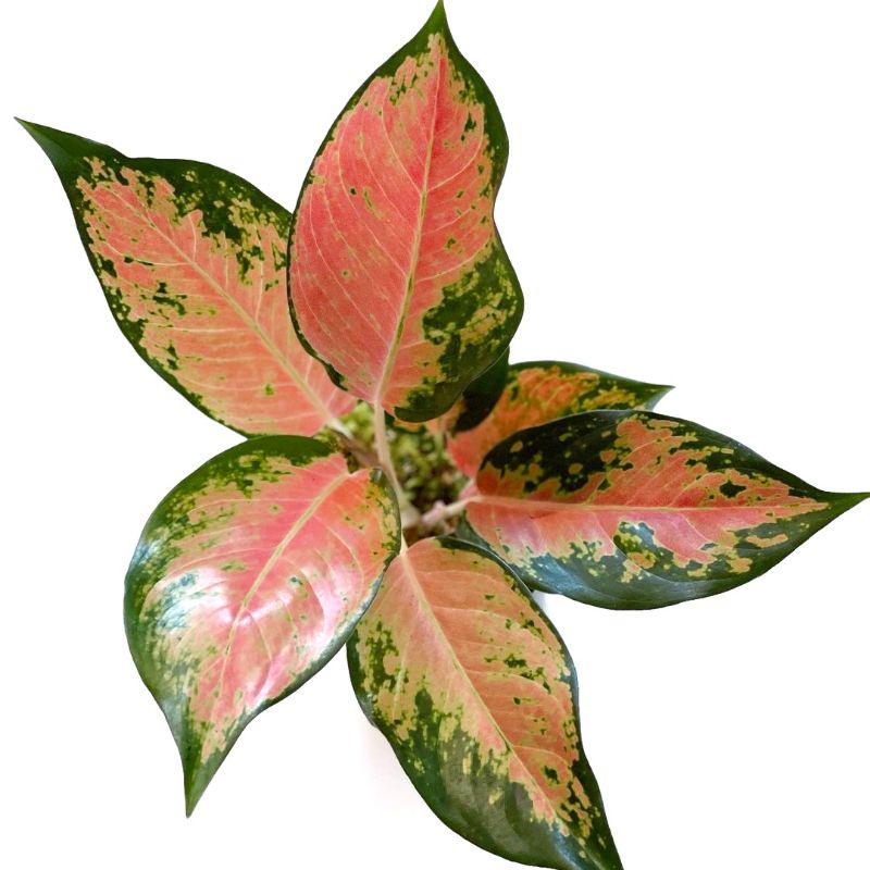 Aglaonema Kochin Tembaga Tanaman Hias Aglonema Kochin Tembaga Murah Terlaris Ratudaun Nursery